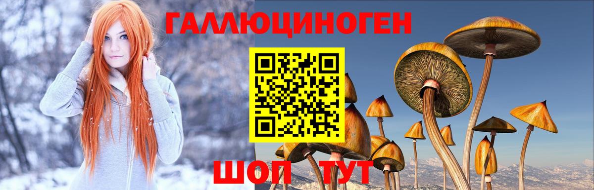 Псилоцибиновые грибы Cubensis Кудрово